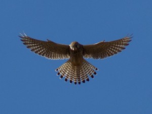 Kestrel near cark march 2018