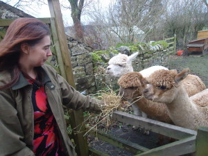 tanyas alpacas2