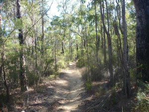 Small Woodford to Glenbrook bike track 04