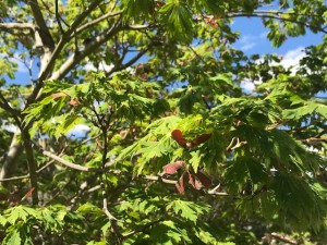 Acer japonicum Aconitifolium 2