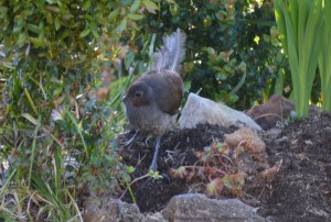 small Fred the Lyrebird