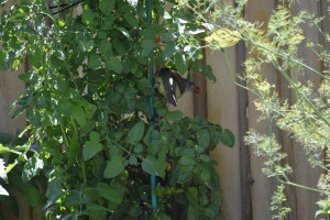 The bower bird eating our tomatos 1 small