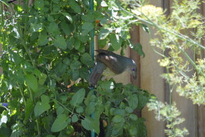 The bower bird eating our tomatos 2 small