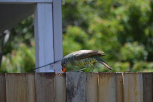 The bower bird eating our tomatos 3 small