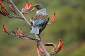 Tui